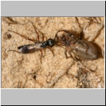 Agenioideus cinctellus - Wegwespe mit Spinne 01c - Sandgrube Niedringhaussee.jpg